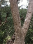 IMG_6012s.JPG