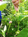 plante jardin MF avec fruit 1.jpg