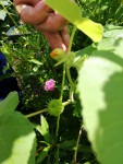 plante jardin MF avec fruit 2.jpg