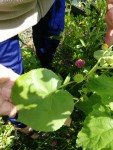 plante jardin MF avec fruit 3.jpg