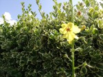 plante jardin MF fleur jaune 1.jpg