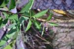 plantes 005 R.JPG