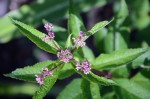 plantes 007 R.JPG
