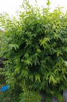 L arbre