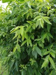 Les feuilles