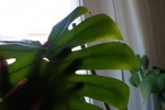 DSC02594.JPG