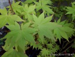 IMG20190813_175249.jpg1.jpg