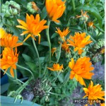 Calendula bizarre