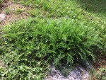 plant3.jpg