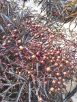 fruits 2.jpg