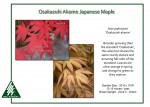 Acer-palmatum-OsakazukiAkame.jpg