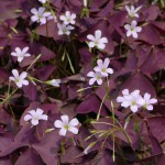 5359-oxalis-triangularis-lot-de-7.jpg