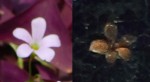 fleur.jpg