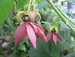 p864cc_Bukit-Lawang-Clerodendrum thomsoniae.jpg