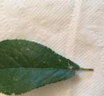 IMG_1870.JPG