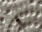 37028AD7-BC7F-4B68-B6BB-8E2C79B835ED.jpeg