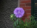 Fleur-2.JPG