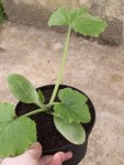 Courgette Black beauty