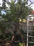 IMG_0088.JPG