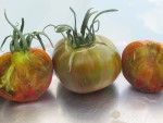tomate green copia 5.JPG