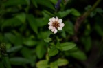 plante fleur rose 001 R.JPG