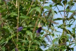 P1000074.JPG1.JPG