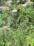 Image004.jpg