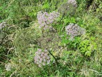 Image005.jpg
