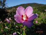 DSC05032.jpg