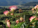 DSC05022.jpg
