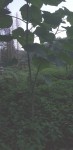 paulownia.jpeg