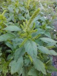En bordure de potager b.jpg