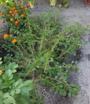 S'étale au potager a.jpg