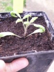 Tomate Andine