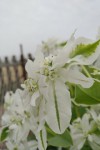 Fleur1.jpg