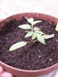 Tomate cerise