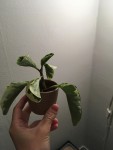 plante1.jpg