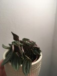 Plante2.jpg