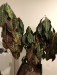 Croton après
