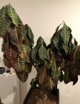 Croton après