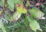 IMG_9699.JPG