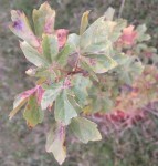 IMG_9705.JPG