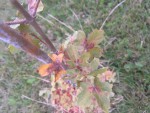 IMG_9710.JPG