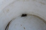 IMG_4427.JPG