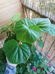 plante