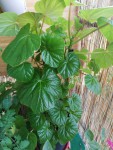 plante
