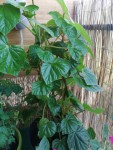 plante