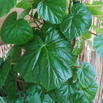 plante
