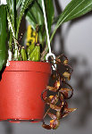 orchid_1.jpg