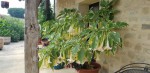brugmansia.jpg